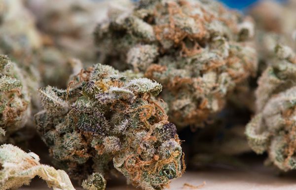 Jeff Sessions veut supprimer les protections fédérales liées au cannabis légal.
