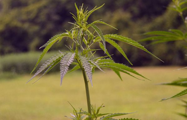 Kentucky: introduction d’un projet de loi sur le cannabis médical