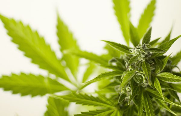 La Suède a la main mise sur le cannabis en provenance du Canada