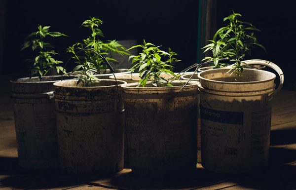 La germination des graines de cannabis