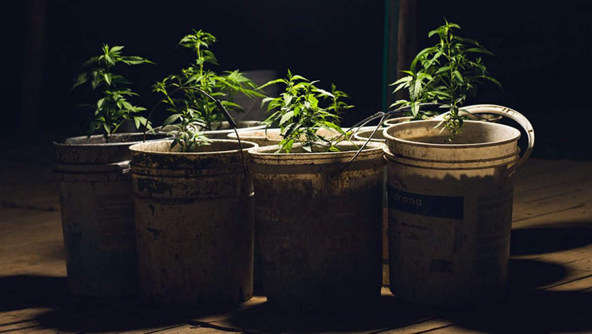 La germination des graines de cannabis