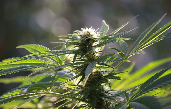 Un rapport de l’OICS appelle les nations à légaliser le cannabis
