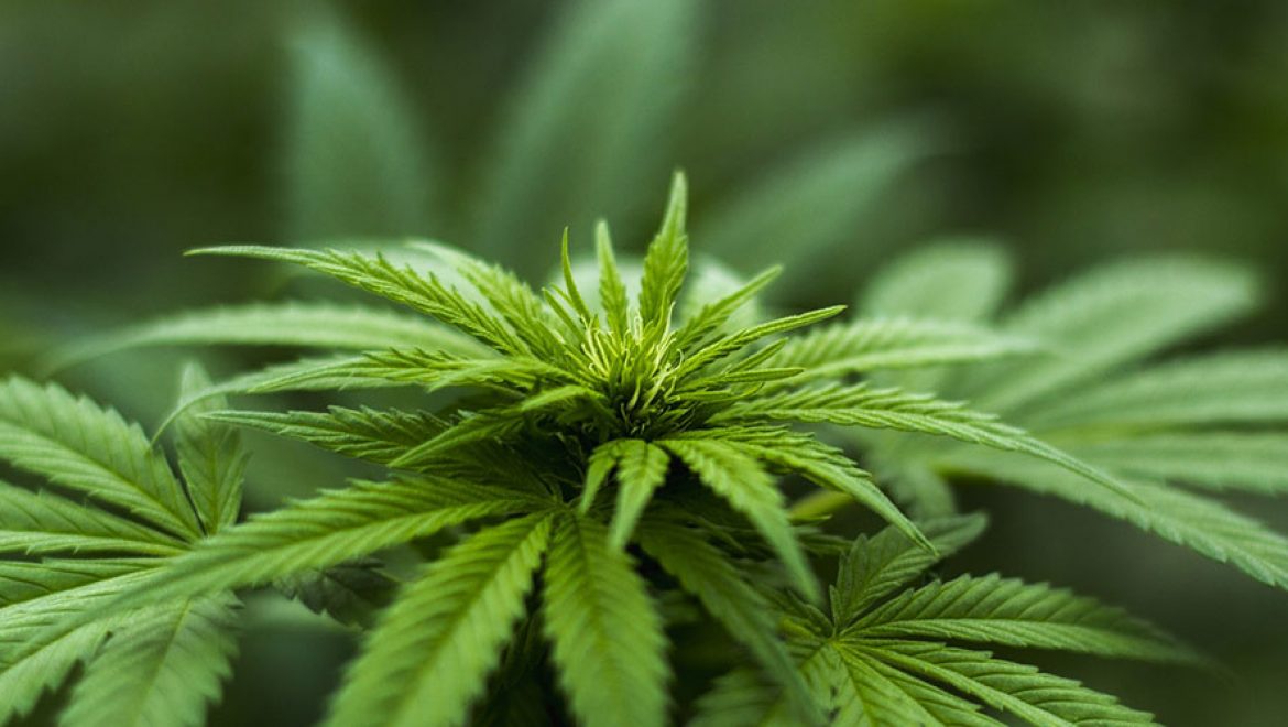 Californie: une nouvelle mesure d’équité pour le personnel de l’industrie du cannabis