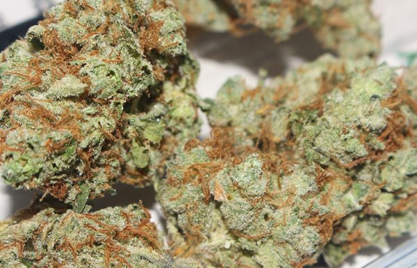 Jamaïque: clarification des conditions de prescription de cannabis médical