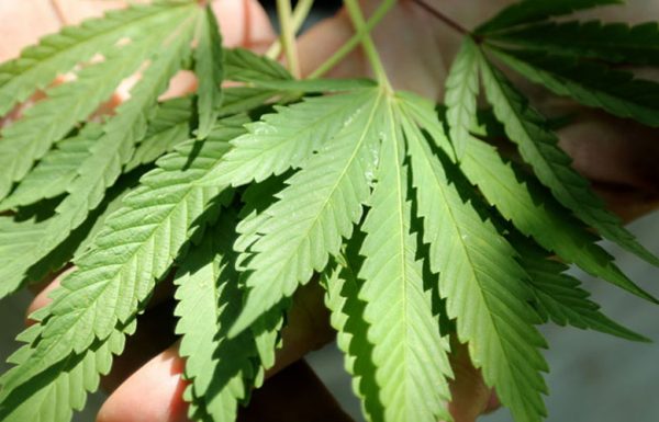 Oregon: Augmentation des pénalités pour vente de cannabis aux mineurs