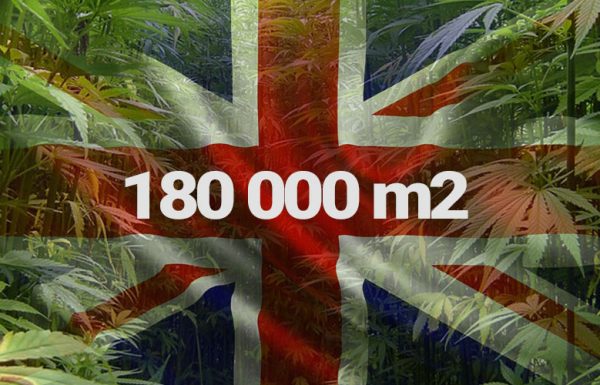 Une plantation de 18 hectares de weed en Angleterre