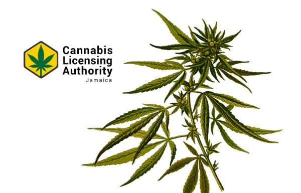 Jamaïque : 89 entreprises du cannabis ont postulé pour une licence