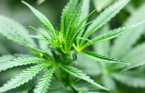 Un projet de loi fédérale veut éliminer le terme CBD de la définition du cannabis