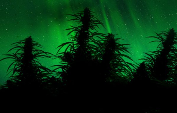 L’Alaska approuve ses premiers producteurs et revendeurs de cannabis
