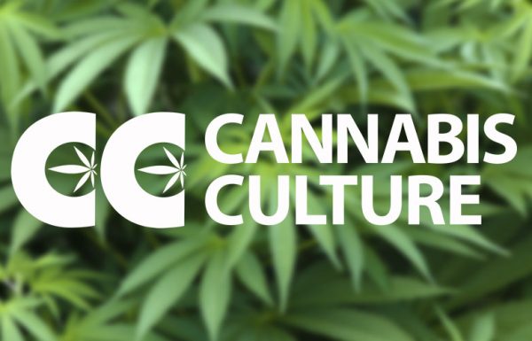 Canada: Jody Emery forcée de quitter “Cannabis Culture”