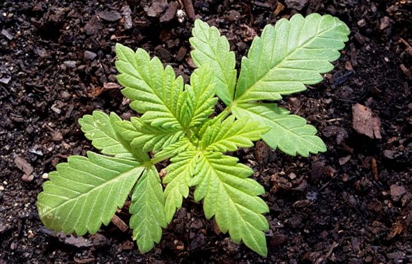 L’industrie américaine du cannabis pourrait grossir de 33% jusqu’à 2021