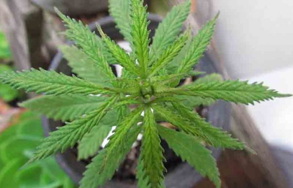 Floride: assouplissement du régime du programme de cannabis médical