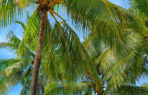 Hawaï : les dispensaires de cannabis n’accepteront plus de paiement en cash.