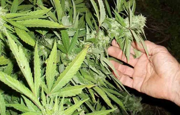 Quand puis-je récolter mon cannabis?