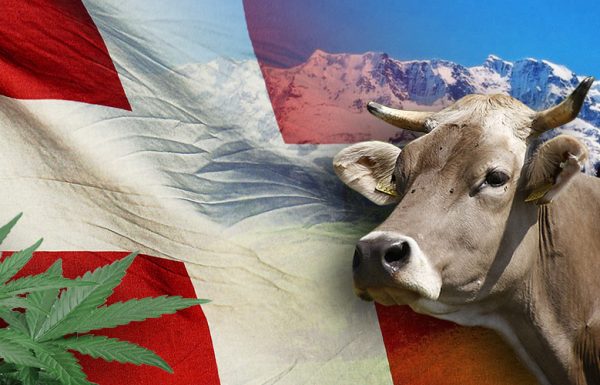 La Suisse s’intéresse à la légalisation du cannabis