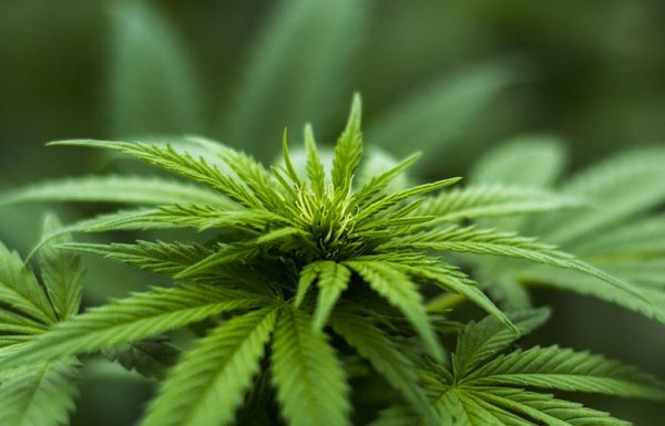USA : Le gouverneur du Maine impose son veto à la légalisation du cannabis