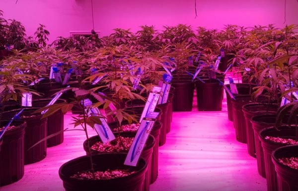 Les dispensaires de l’Alaska manquent de cannabis