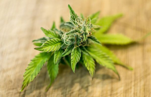 Les exportations d’huile de cannabis du Canada augmentent de 300%, stimulées par la demande allemande