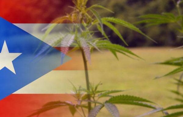 Puerto Rico : le cannabis médical comme remède anti-crise économique