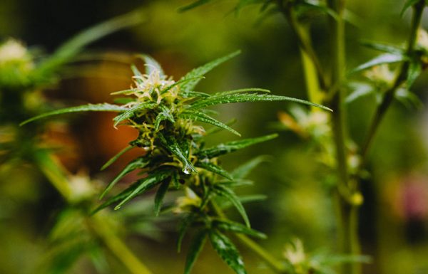 Washington: l’herbe domine le marché du cannabis