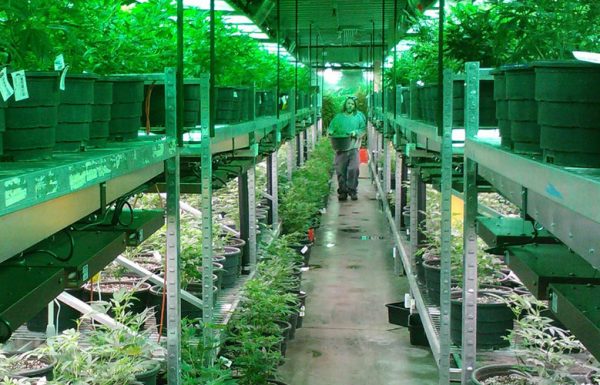 Nouvelle-Zélande : le producteur canadien Tilray exporte son cannabis médical