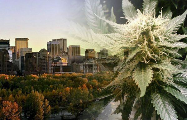 Canada: coup d’œil sur la première version de la régulation du cannabis de l’Alberta