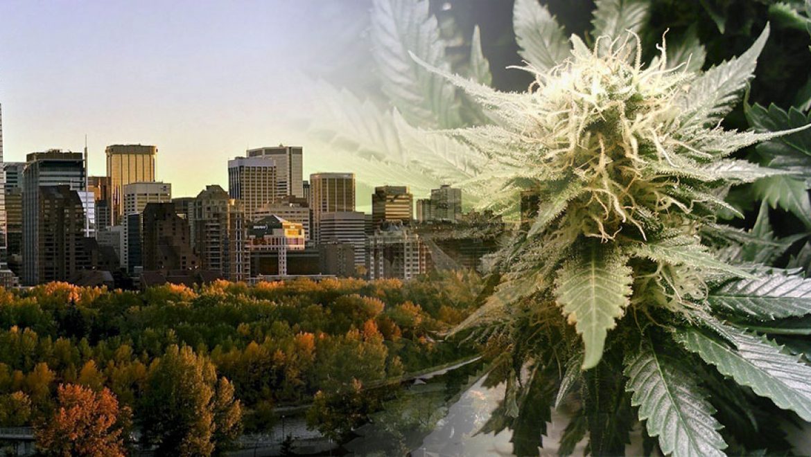 Canada: Check the first draft of the cannabis legislation in Alberta.