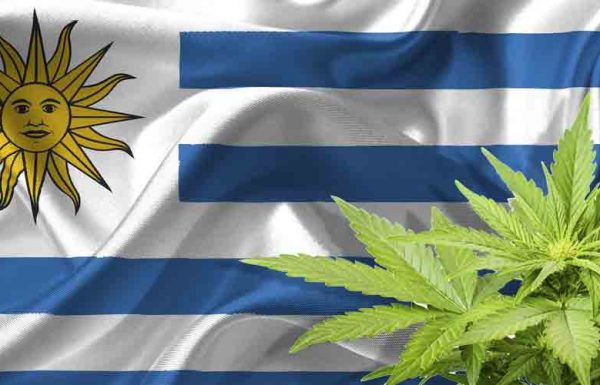 Retard de la légalisation en Uruguay, le trafic reste lucratif