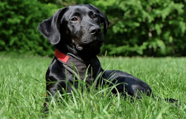 De plus en plus de chiens positifs au cannabis