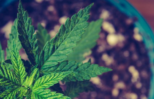 Willkommen zum ersten Teil unseres zweiten Vergleichstests für Cannabissamen
