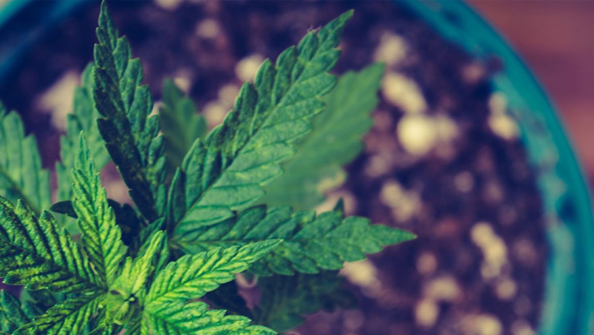 Bienvenue à la première partie de notre deuxième essai comparatif de graines de cannabis