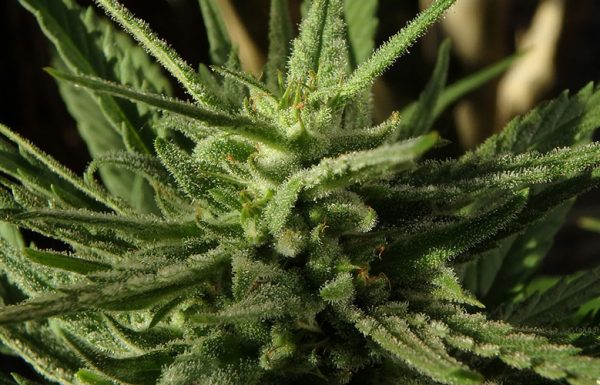 Bienvenue, s’il vous plaît venez jeter un coup d’oeil à la troisième partie de notre test comparatif des graines de White Widow cannabis sur seedmarket
