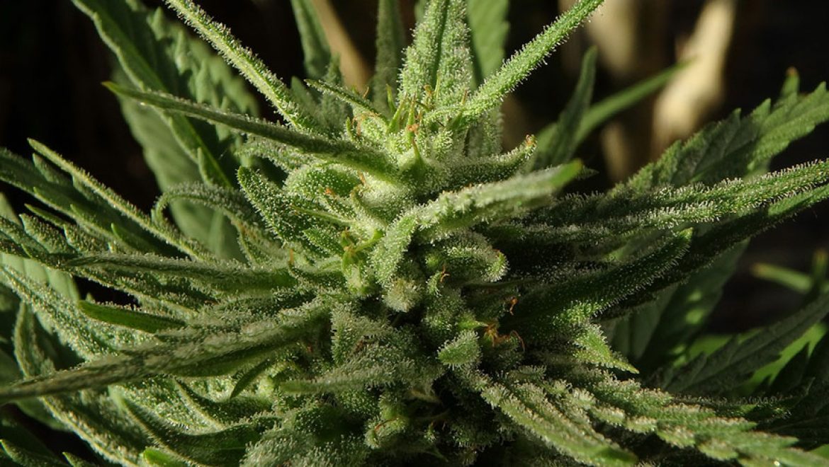 Bienvenue, s’il vous plaît venez jeter un coup d’oeil à la troisième partie de notre test comparatif des graines de White Widow cannabis sur seedmarket