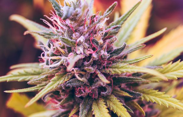 Welkom bij het 5de deel van de vergelijkende white widow test van seedmarket
