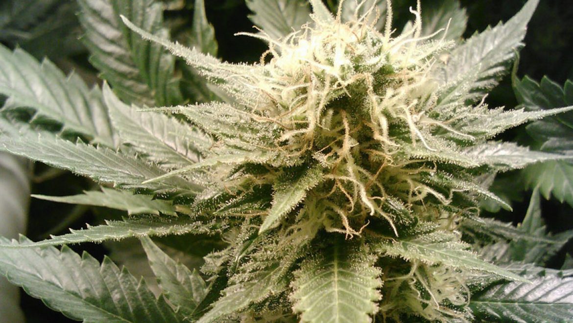 Dans cette 6ème partie du test comparatif White Widow de seedmarket