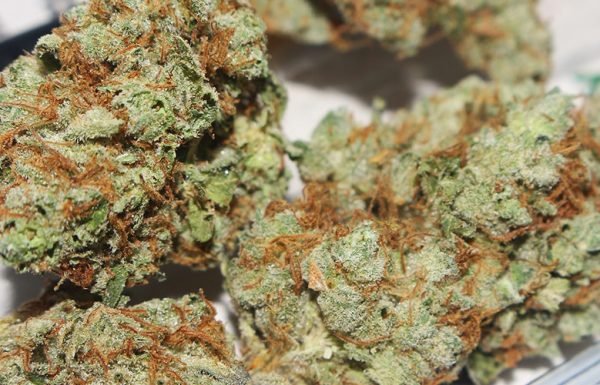 Welkom bij het laatste deel van de vergelijkende test van White Widow cannabis zaden van seedmarket