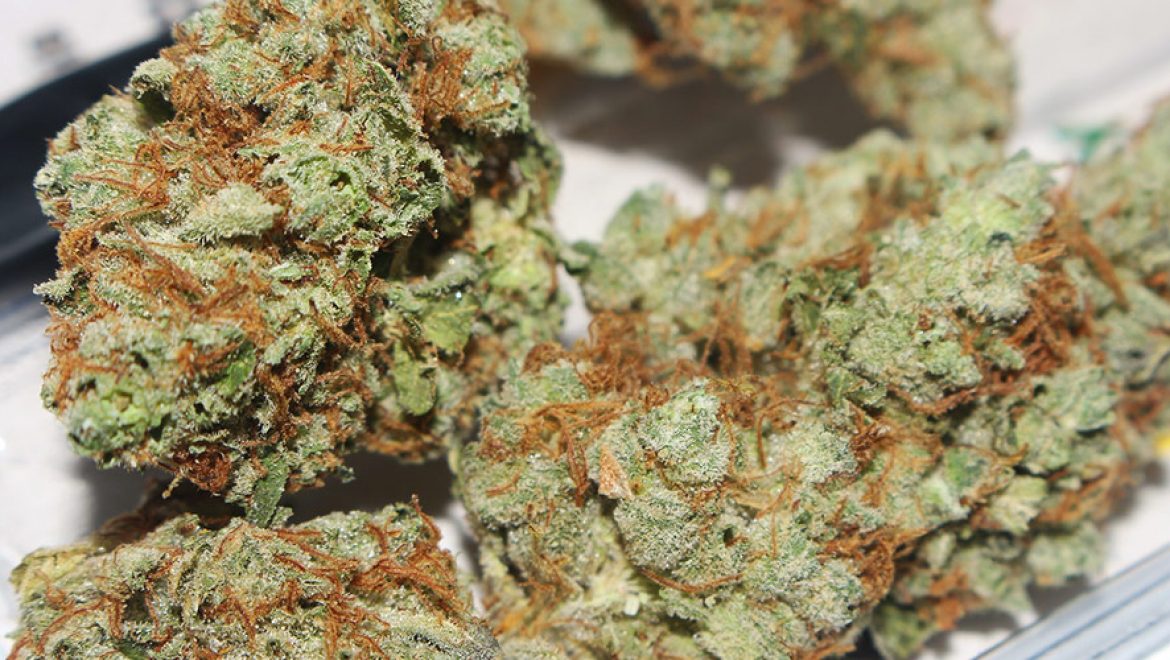 Bienvenue à la dernière partie du test comparatif de croissance de Graines de cannabis White Widow sur Seedmarket