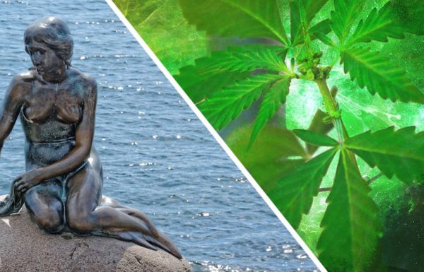 Copenhague veut tester la légalisation du cannabis