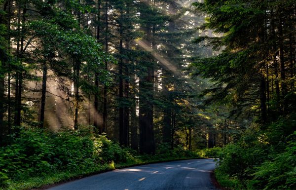 Californie: le gouverneur alloue un budget de 1,5 million de dollars pour nettoyer les forêts des espaces de culture illégaux.