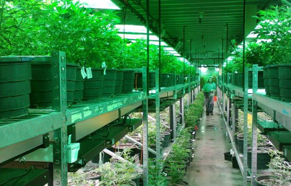 Oregon: le secteur de l’emploi de l’industrie du cannabis en croissance rapide