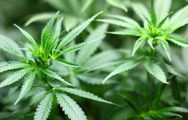 Jamaïque: remise des premières licences pour la culture du cannabis médical