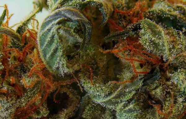 Étude: les lois sur le cannabis ne conduisent pas à une consommation accrue des adolescents