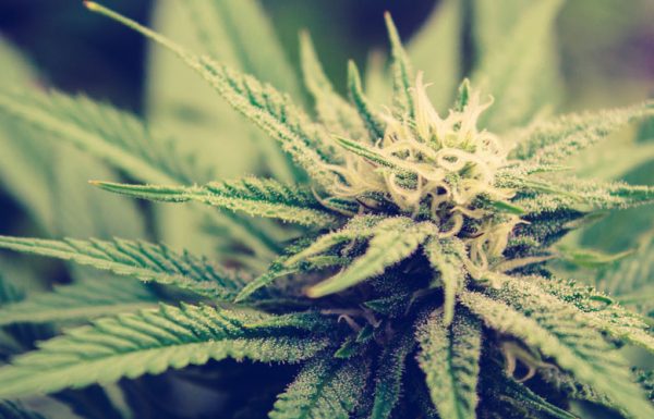 Studie: Cannabiskonsum hat wenig oder keinen Einfluss auf die Nierenfunktion