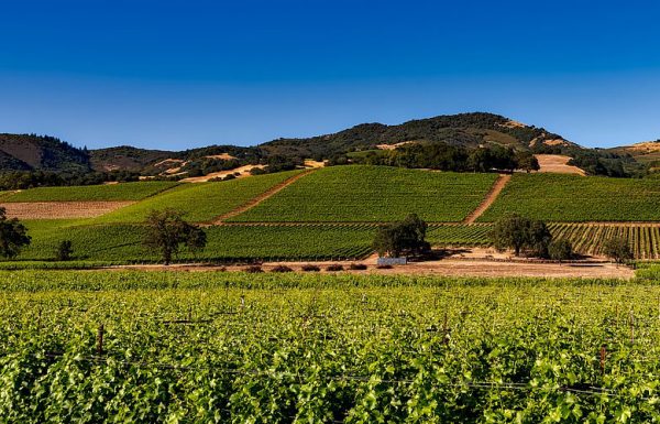 L’industrie du vin s’adosse à celle du cannabis en Californie